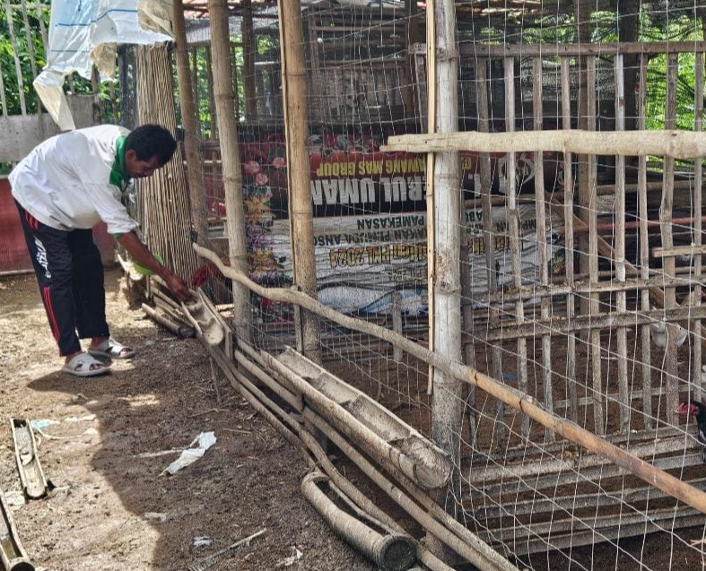 IBS PKMKK Tingkatkan Jiwa Wirausaha Santri melalui Budi Daya Ayam dengan Nilai-nilai Uluhiyah